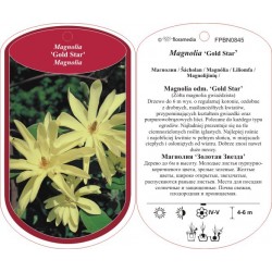 Magnolia 'Gold Star' FPBN0845