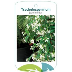 Trachylospermum jasminoides...