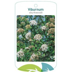 Viburnum xburkwoodii FMTLL0272