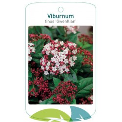Viburnum tinus 'Gwenllian'...