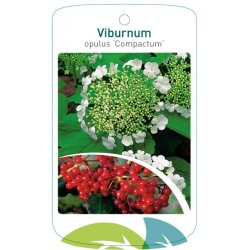 Viburnum opulus 'Compactum'...