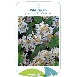 Viburnum plicatum 'St....