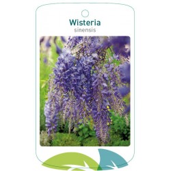Wisteria sinensis FMTLL0165