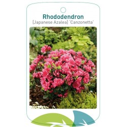 Rhododendron 'Canzonetta'...