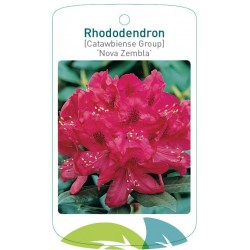 Rhododendron 'Nova Zembla'...