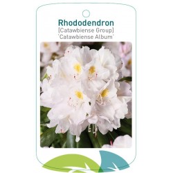 Rhododendron 'Catawbiense...