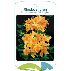 Rhododendron 'Klondyke'...