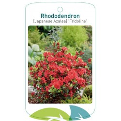 Rhododendron 'Fridoline'...
