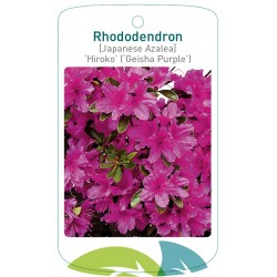 Rhododendron 'Hiroko'...