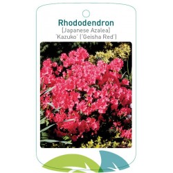 Rhododendron 'Kazuko'...