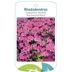Rhododendron 'Kermesina...