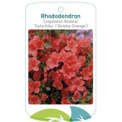 Rhododendron 'Satschiko'...