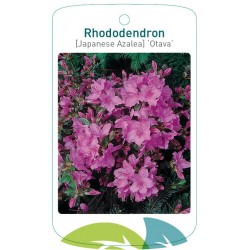 Rhododendron 'Otava' FMTLL1535