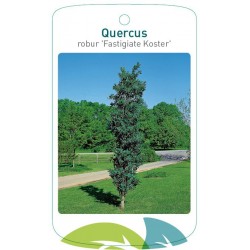 Quercus robur 'Fastigiate...