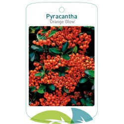 Pyracantha 'Orange Glow'...