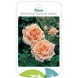 Rosa TH 'Diamond Jubilee'...