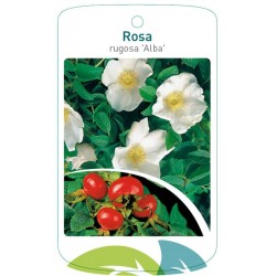 Rosa rugosa 'Alba' FMTLL2282