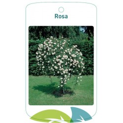 Rosa stem/pendulous white...