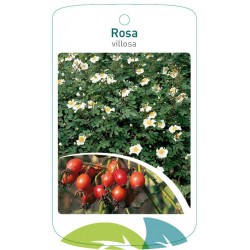 Rosa villosa FMTLL2286