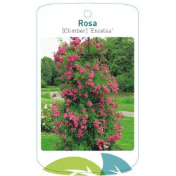Rosa 'Excelsa' FMTLL1579