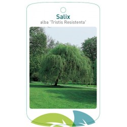 Salix alba 'Tristis...
