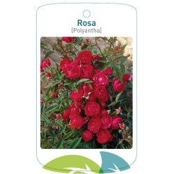 Rosa [Polyantha] red FMTLL0427