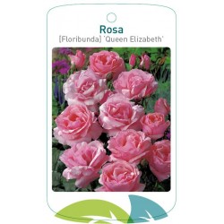 Rosa [Floribunda] 'Queen...