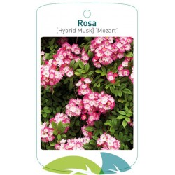 Rosa [Hybrid Musk] 'Mozart'...