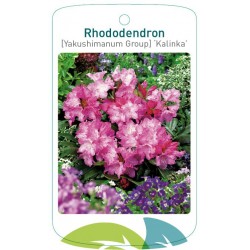 Rhododendron 'Kalinka'...