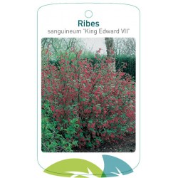 Ribes sanguineum 'King...