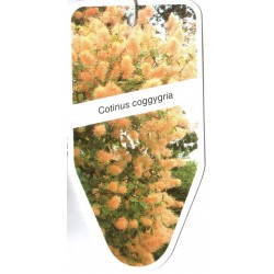 Cotinus coggygria FLBL0480