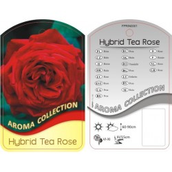 Rosa Hybrid Tea czerwona...
