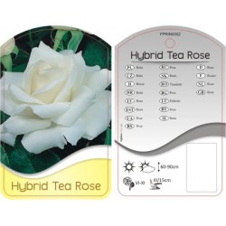 Rosa Hybrid Tea biała...