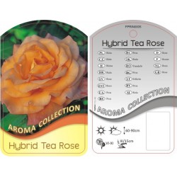 Rosa Hybrid Tea...