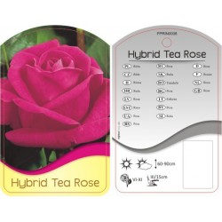 Rosa Hybrid Tea...