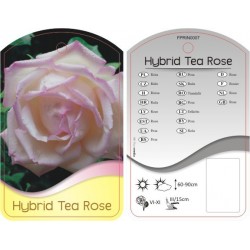 Rosa Hybrid Tea jasnoróżowa...