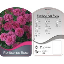 Rosa Floribunda różowa...