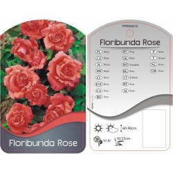 Rosa Floribunda łososiowa...