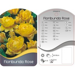 Rosa Floribunda żółta...