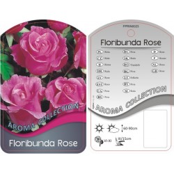 Rosa Floribunda...