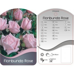 Rosa Floribunda jasnoróżowa...