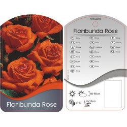 Rosa Floribunda...