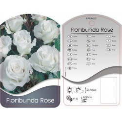 Rosa Floribunda biała...