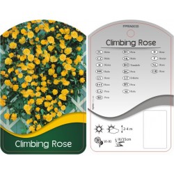 Rosa Climbing żółta FPRIN0035