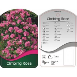 Rosa Climbing różowa FPRIN0041