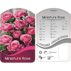 Rosa Miniature różowa...