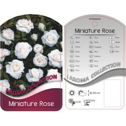 Rosa Miniature biało-różowa...
