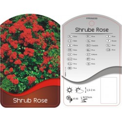 Rosa Shrub czerwona FPRIN0059