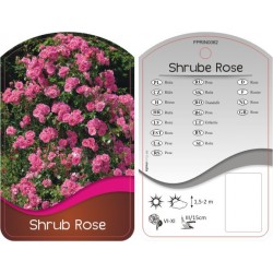 Rosa Shrub różowa FPRIN0062