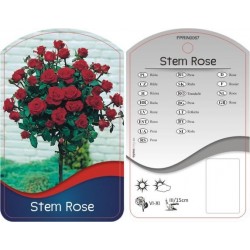 Rosa Stem czerwona FPRIN0067